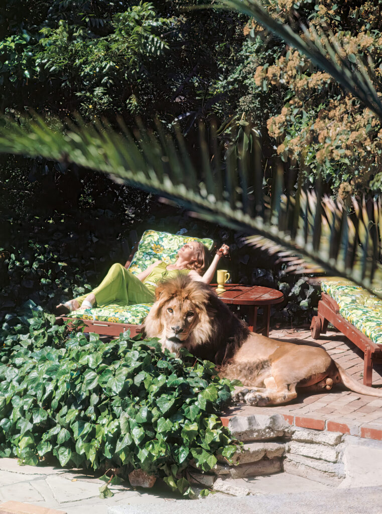 Tippi Hedren et son lion domestique, Sherman Oaks, California, 1971